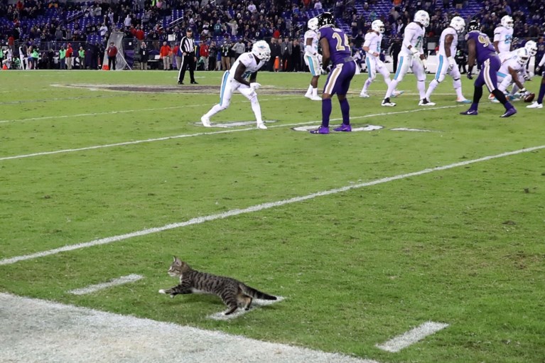 Kat verstoort NFL-wedstrijd… en wordt geadopteerd door medewerker thuisploeg