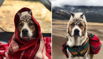 Deze kat en hond (en hun baasje) reizen samen de wereld rond... - Het  Nieuwsblad Mobile