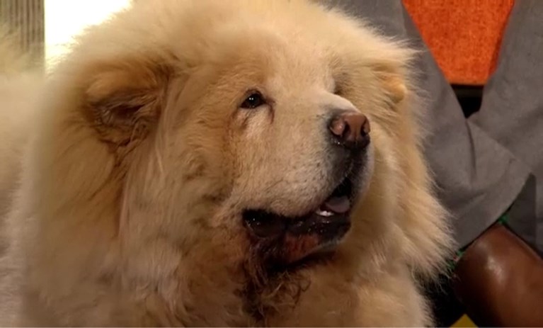 En Dan Speelt Er Plots Een Hond Mee In De Slimste Mens Het Nieuwsblad Mobile
