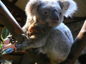 Babykoala toont zich voor het eerst aan de wereld in Antwerpse Zoo