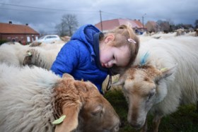 Kinderen drijven 200 schaapjes door de straten van Aarle naar indrukwekkend kerstplein