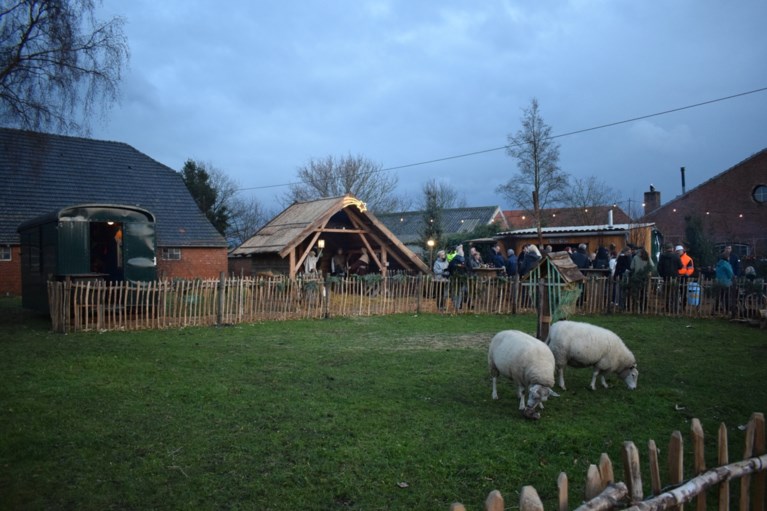 Kinderen drijven 200 schaapjes door de straten van Aarle naar indrukwekkend kerstplein