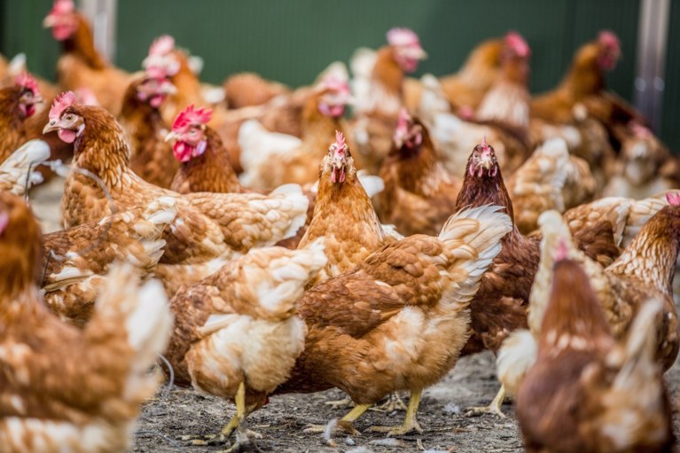 De loodzware eindbalans van de Fipronilcrisis: meer dan 77 miljoen eieren vernietigd