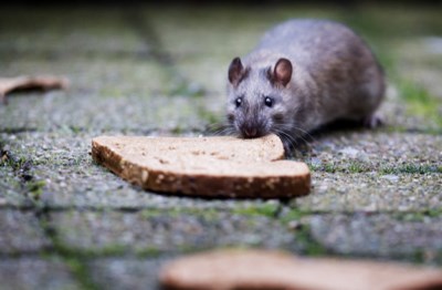 Opvallend Meer Ratten Door Aanhoudende Regen Ze Komen Zelf Het Nieuwsblad Mobile