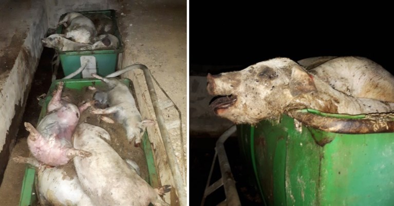 Colruyt en Delhaize schorten samenwerking met Spaanse dierenmishandelaar tijdelijk op