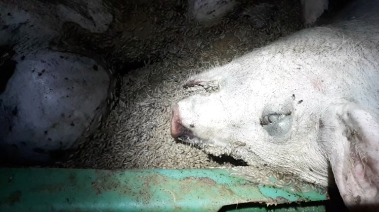 Colruyt en Delhaize schorten samenwerking met Spaanse dierenmishandelaar tijdelijk op