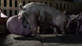 Colruyt en Delhaize schorten samenwerking met Spaanse dierenmishandelaar tijdelijk op