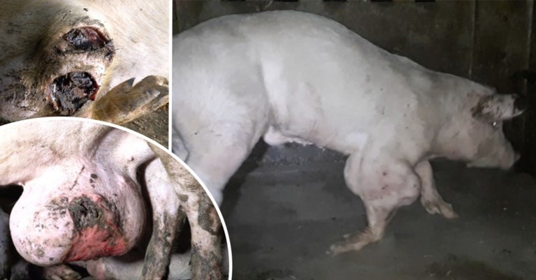 Colruyt en Delhaize schorten samenwerking met Spaanse dierenmishandelaar tijdelijk op