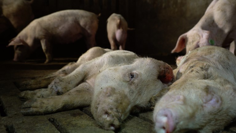 Colruyt en Delhaize schorten samenwerking met Spaanse dierenmishandelaar tijdelijk op