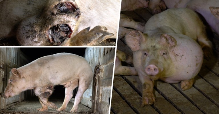 Colruyt en Delhaize schorten samenwerking met Spaanse dierenmishandelaar tijdelijk op
