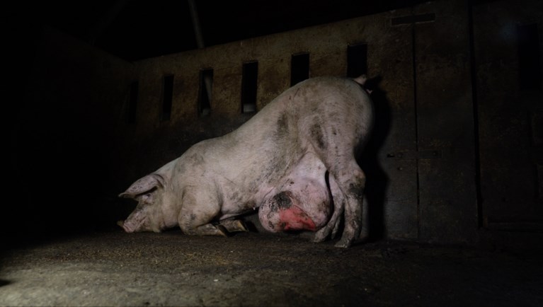 Colruyt en Delhaize schorten samenwerking met Spaanse dierenmishandelaar tijdelijk op