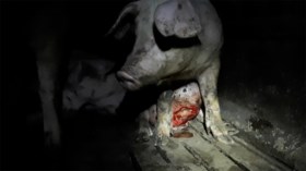 Colruyt en Delhaize schorten samenwerking met Spaanse dierenmishandelaar tijdelijk op