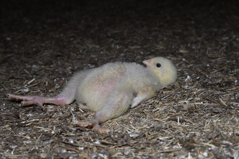 Schokkende beelden: Gaia filmt in het geheim dierenleed in Vlaamse industriële kippenkwekerijen