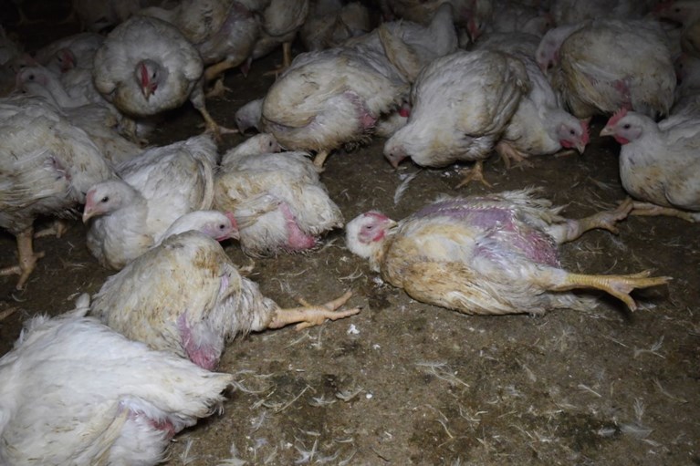 Schokkende beelden: Gaia filmt in het geheim dierenleed in Vlaamse industriële kippenkwekerijen