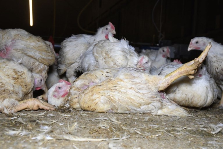 Schokkende beelden: Gaia filmt in het geheim dierenleed in Vlaamse industriële kippenkwekerijen