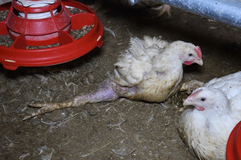 Schokkende beelden: Gaia filmt in het geheim dierenleed in Vlaamse industriële kippenkwekerijen