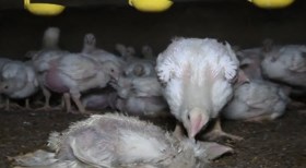 Schokkende beelden: Gaia filmt in het geheim dierenleed in Vlaamse industriële kippenkwekerijen
