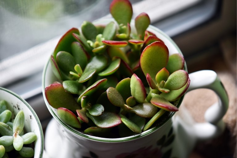 Deze hippe kamerplanten zijn giftig voor je huisdier