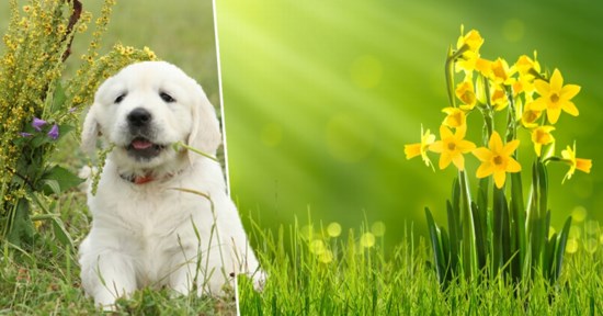 Daar Is De Lente Daar Zijn De Giftige Planten Voor Honden E Het Nieuwsblad Mobile