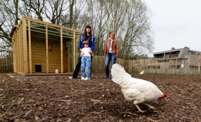 ontspannen Schuldenaar Tegenslag Gezinnen dienen klacht in na dierenmishandeling in woonwijk: “Vandalen  gooien stenen naar kippen” (Hasselt) | Het Nieuwsblad Mobile