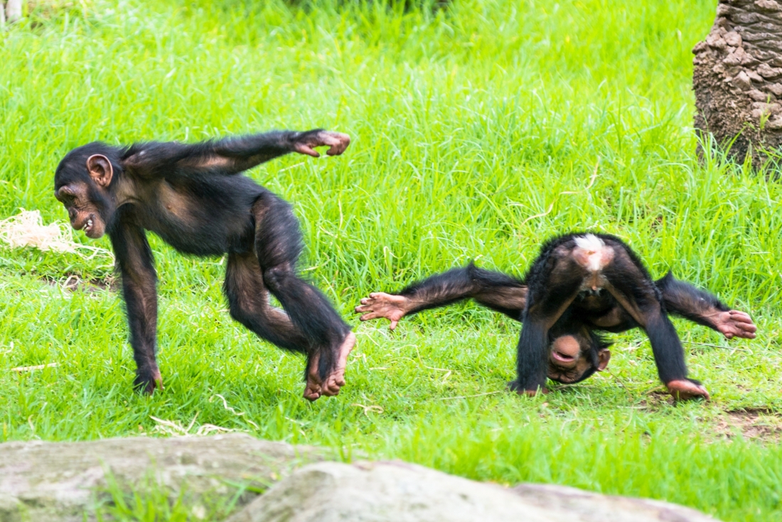 Meer in het wild levende gorilla’s en chimpansees dan werd aangenomen 