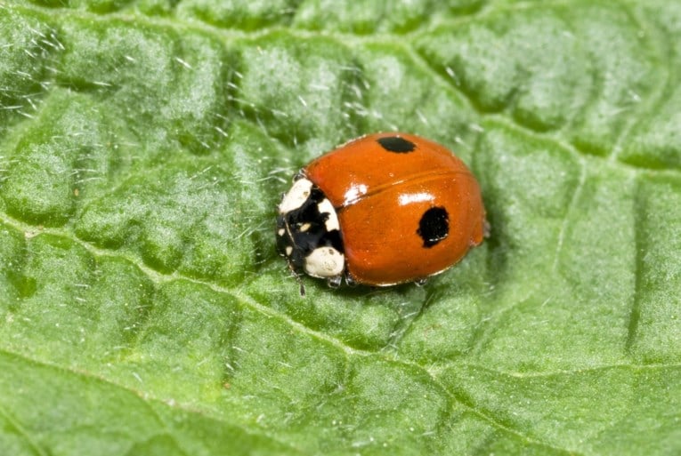 Het gaat niet goed met deze insecten: aantal beestjes neemt in razendsnel tempo af