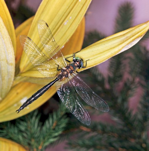Het gaat niet goed met deze insecten: aantal beestjes neemt in razendsnel tempo af