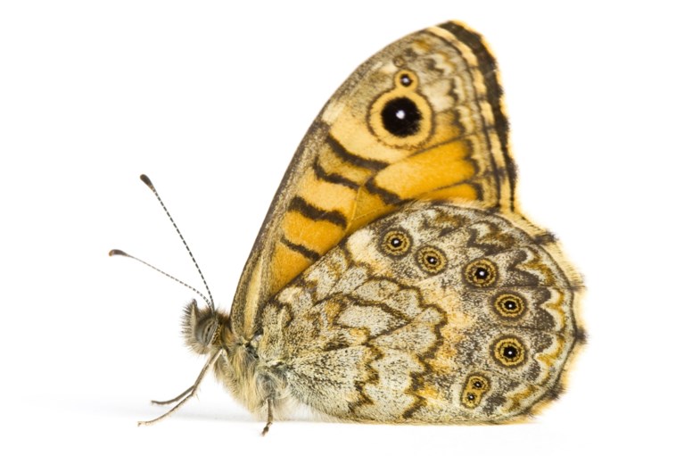 Het gaat niet goed met deze insecten: aantal beestjes neemt in razendsnel tempo af