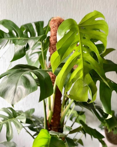 De gatenplant is hip, maar hoe onderhoud je hem?