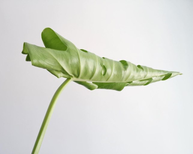 De gatenplant is hip, maar hoe onderhoud je hem?