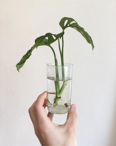 De gatenplant is hip, maar hoe onderhoud je hem?