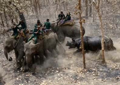 Zeldzame neushoorn doodt 50-jarige visser in Nepal - Het Nieuwsblad Mobile