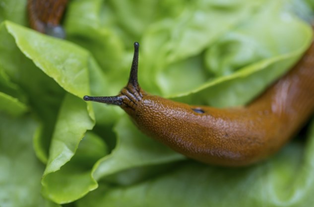 Slakken Uit Je Tuin Kan Je Opeten Het Nieuwsblad Mobile