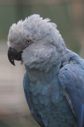 Pairi Daiza ontvangt uitgestorven diersoort