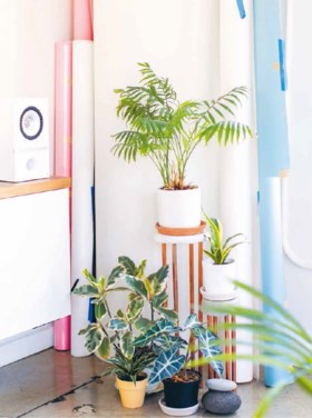 Je kan nooit te veel planten hebben: met deze tips blijven ze het hele jaar mooi