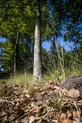 Herfsttaferelen bij 28 graden: bladeren vallen nu al van de bomen