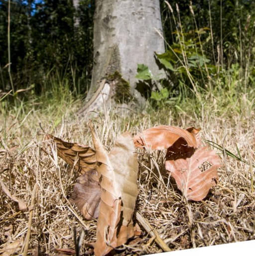 Herfsttaferelen bij 28 graden: bladeren vallen nu al van de bomen