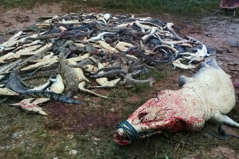 Bloederige wraak op krokodillen: woedende dorpsbewoners slachten 292 dieren af