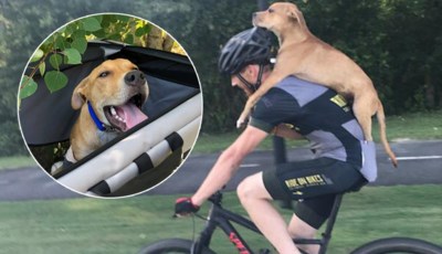 Aangereden Hond Zoekt Hulp Bij Mountainbiker Die Neemt Hem Het Nieuwsblad Mobile