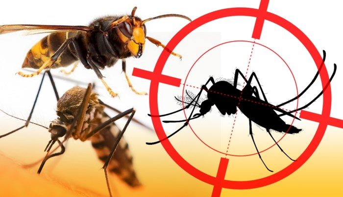 Monsterwespen, tijgermuggen, hoornaars: waar zitten ze in ...