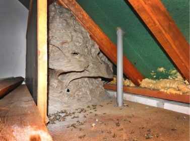 Vrouw Vindt Wespennest Van 1 Meter Doorsnede Op Zolder Boven
