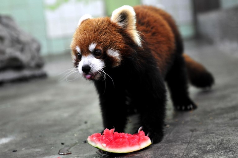 Dierentuinen Geven Bijna Geen Fruit Meer Aan De Dieren En Het Nieuwsblad Mobile