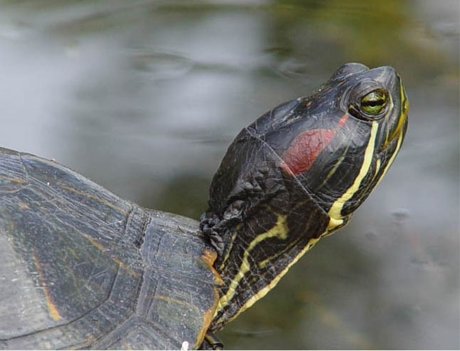 Brussel is de hoofdstad van de… schildpadden