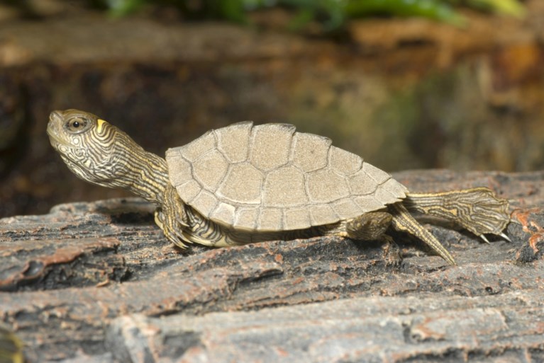 Brussel is de hoofdstad van de… schildpadden