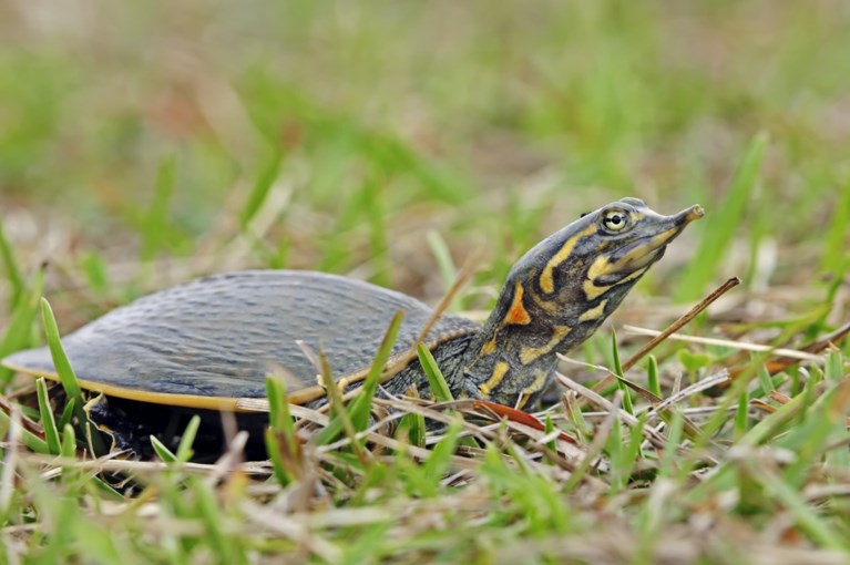 Brussel is de hoofdstad van de… schildpadden