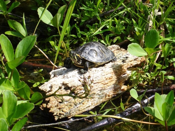 Brussel is de hoofdstad van de… schildpadden