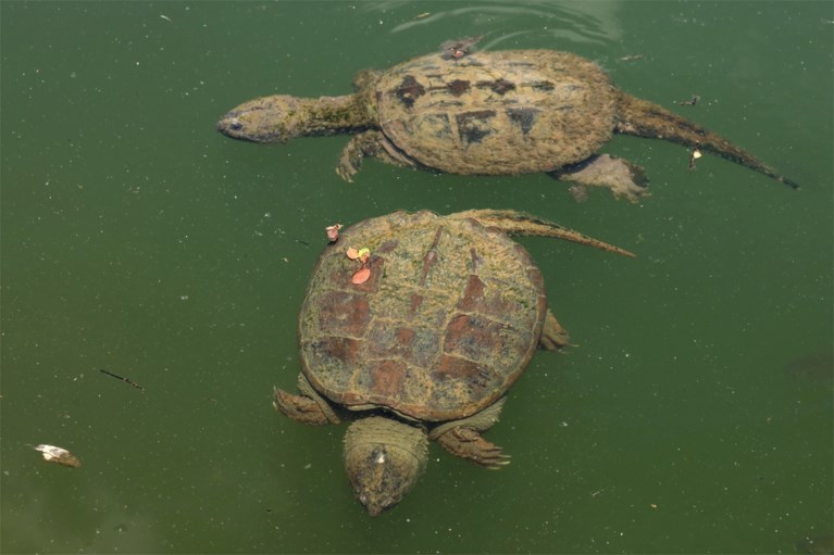 Brussel is de hoofdstad van de… schildpadden