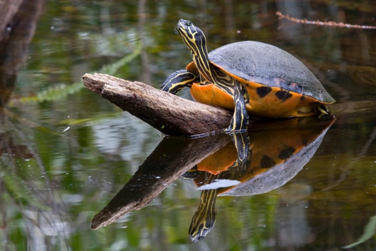 Brussel is de hoofdstad van de… schildpadden