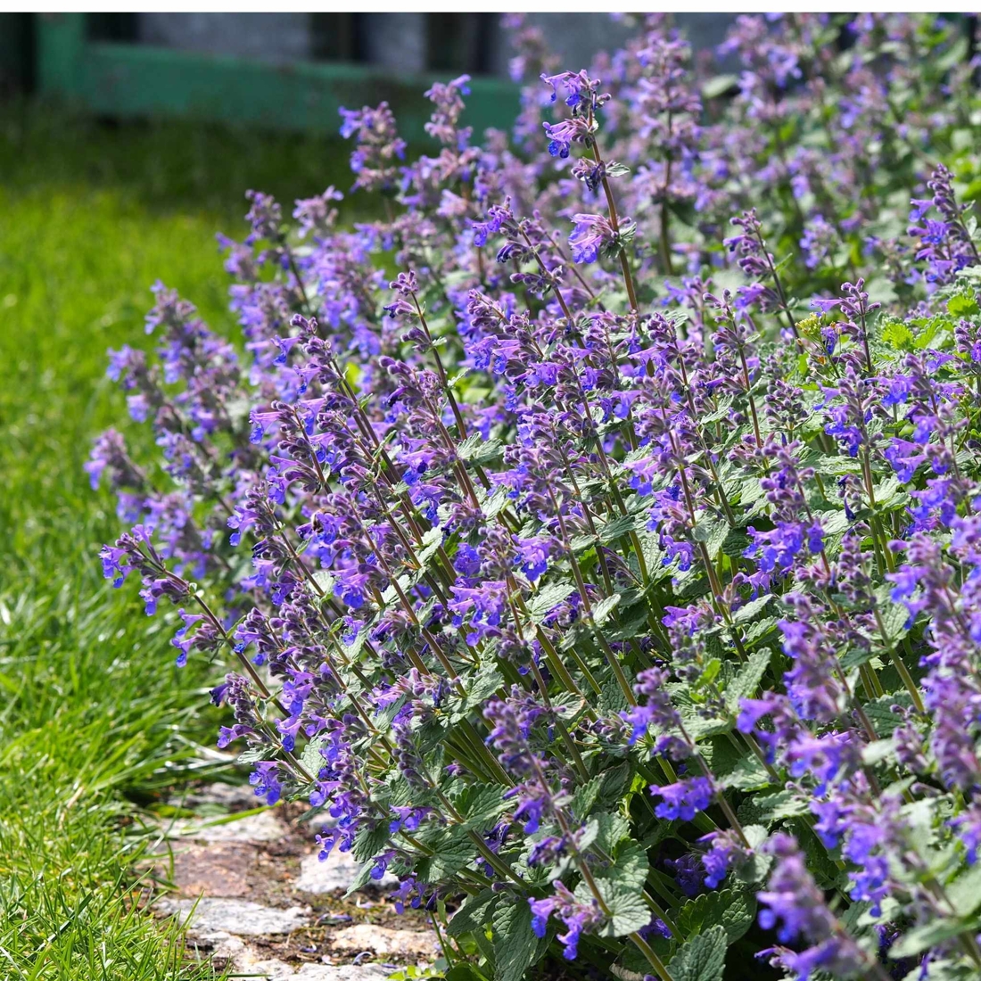 Vochtige tuin? Deze planten maken ‘m droog Het Nieuwsblad