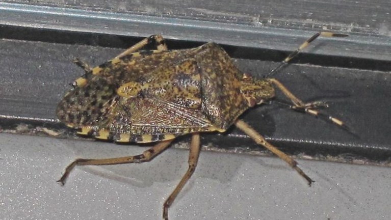 Babyboom bij insecten: door warme najaar zetten veel soorten extra generatie op de wereld